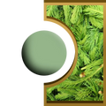 R-Ball - Sapin Royal Candle
